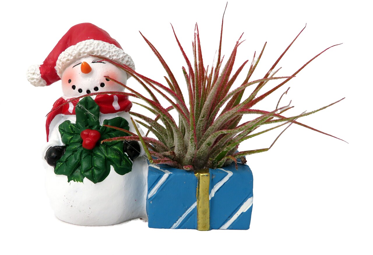 Ceramic Snowman with a Santa Hat Planter plus Live Air Plant - Tillandsia